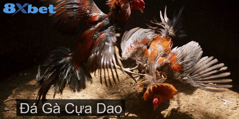 8XBET_Đá Gà Cựa Dao Có Gì? Mẹo Tham Gia Đặt Cược Chuẩn Nhất