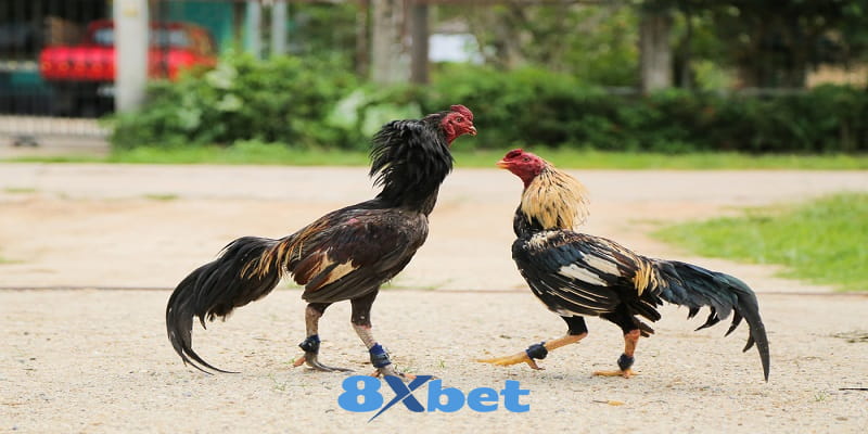 8XBET_Gà Chọi Lào Có Khả Năng Thi Đấu Đỉnh Cao Nhất