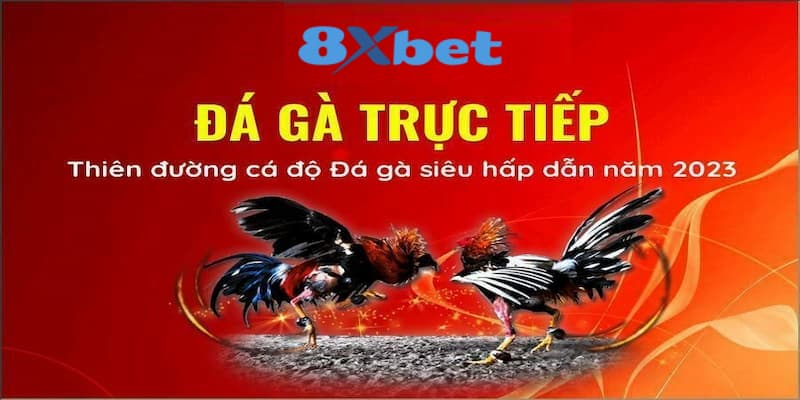 8XBET_Hướng Dẫn Đá Gà Online Hay Cùng Cơ Hội Thắng Lớn